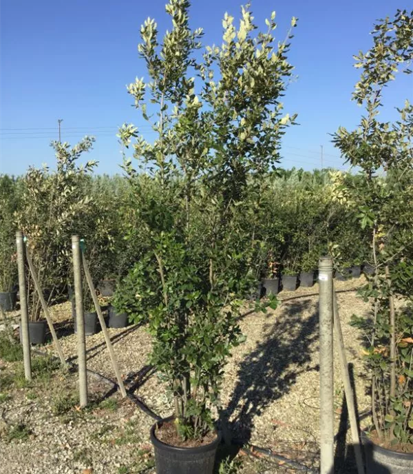 Quercus ilex Heckenpflanze