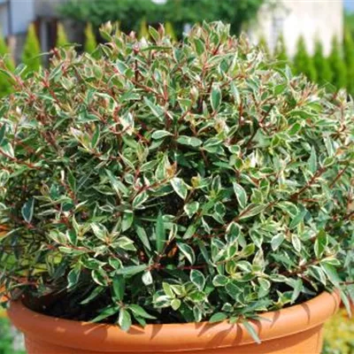 im Container 30 - 40 - Abelie - Abelia grandiflora (x) 'Confetti' kugelförmig