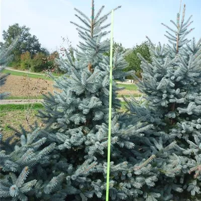 Container 70 - 80 - Silberfichte, Blautanne - Picea pungens 'Erich Frahm'