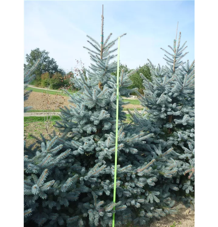 Silberfichte, Blautanne - Picea pungens 'Erich Frahm'