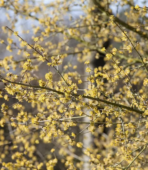 Das Gartenjahr mit Laubgehölzen - Arbeiten im Jahresverlauf 