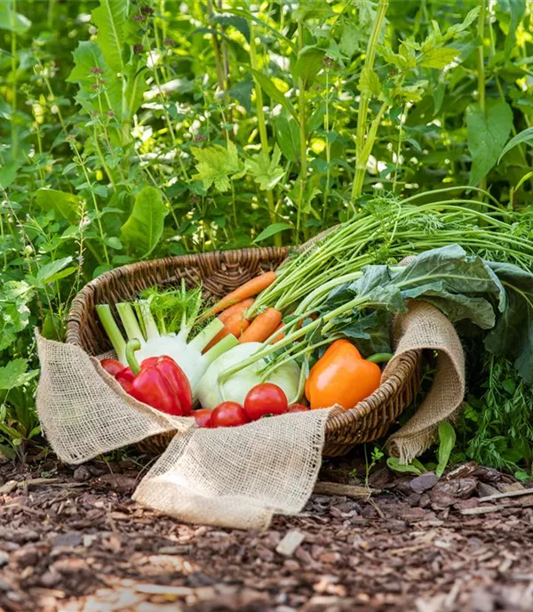 Leckerbissen aus dem eigenen Nutzgarten – Die besten Pflanzen 