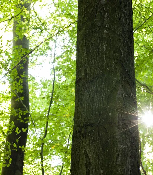 Einheimische Alleebäume für Ihren Garten 