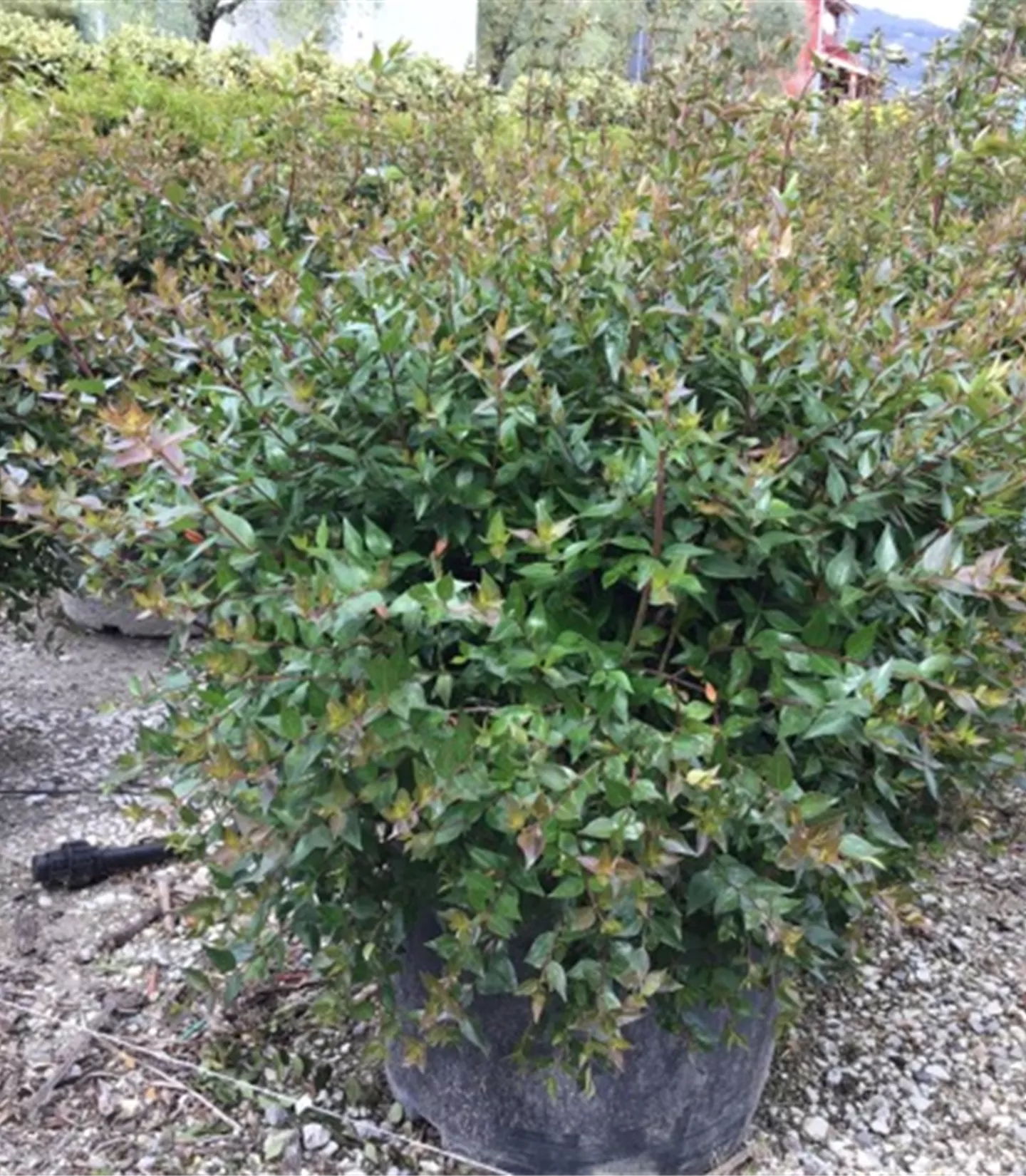 Abelia 'Edward Goucher'kugelförmig