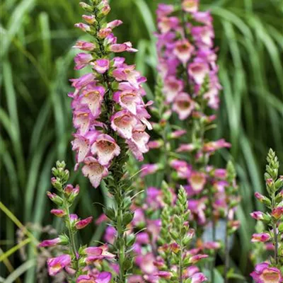 Topfgrösse 1 Liter - Roter Fingerhut - Digitalis purpurea CH-Oekotyp