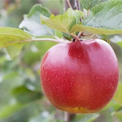 Pyramide wurzelnackt - Apfel 'Reanda'(s) - Malus (Apfel) 'Reanda'