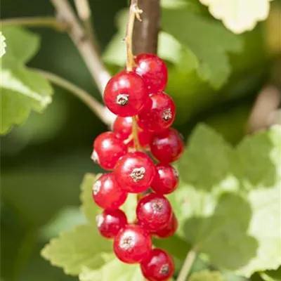 im Container - Ribes (Johannisbeere) 'Jonkheer van Tets'