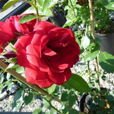 im Container - Kletterrose 'Sympathie'® - Rosa (Kletterrose) 'Sympathie'