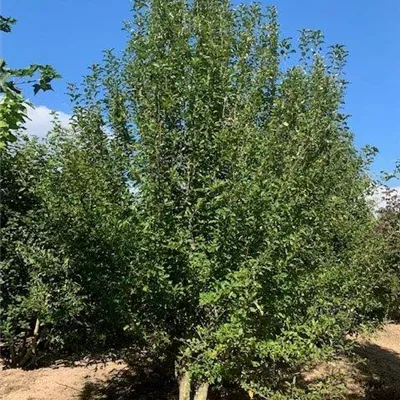 im Container Höhe 80 - 100cm - wilder Apfelbaum, Zierapfel - Malus sylvestris