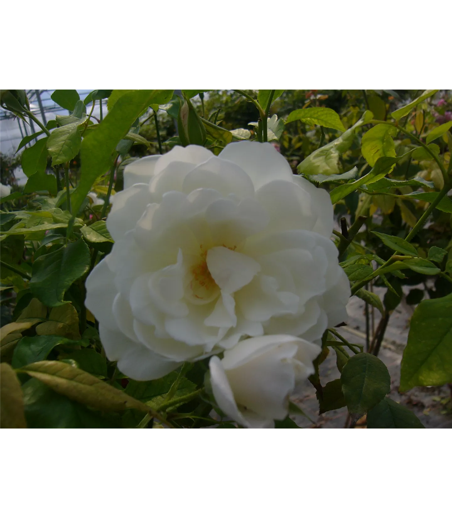 Rosa (Strauchrose) 'Schneewittchen'