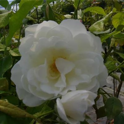 im Container - Strauchrose 'Schneewittchen'® - Rosa (Strauchrose) 'Schneewittchen'