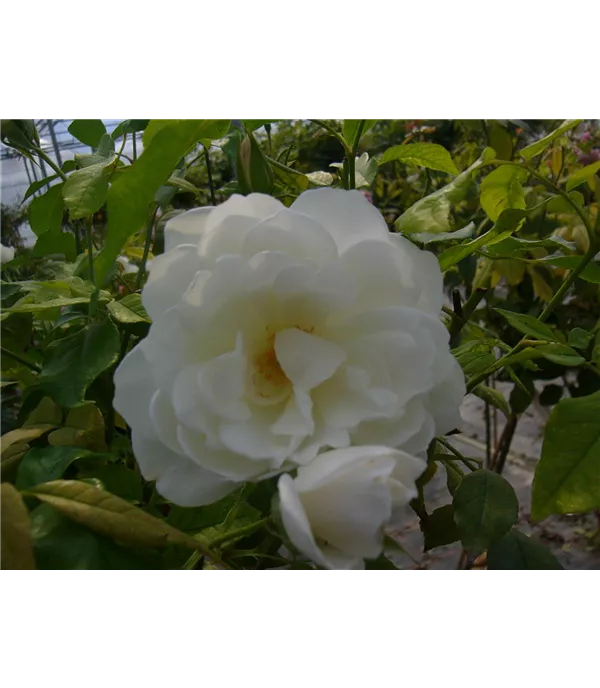 Rosa (Strauchrose) 'Schneewittchen'