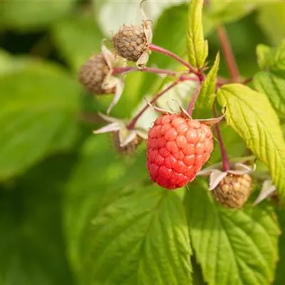 T/ - Rubus (Himbeere) 'Autumn Bliss'