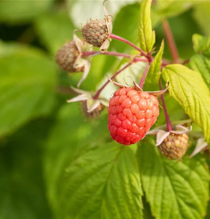 Rubus (Himbeere) 'Autumn Bliss'