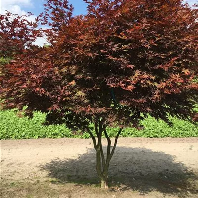 im Container 150 - 175 - Japan. Ahorn - Acer palmatum 'Fireglow' Schirmform