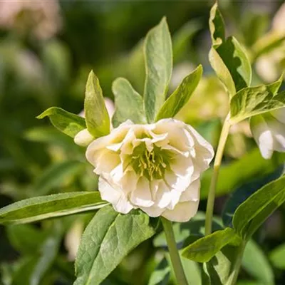 Topfgrösse 1 Liter - Christrose - Helleborus orientale 'Double White'