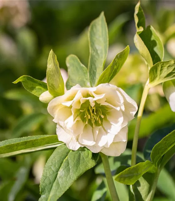 Helleborus orientale 'Double White'