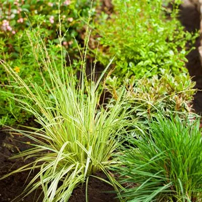 Topfgrösse 0.5 Liter - Gestreiftes Garten-Pfeifengras 'Variegata' - Molinia caerulea 'Variegata'