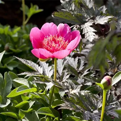 Topfgrösse 3 Liter - Paeonia 'Scarlet O'Hara'