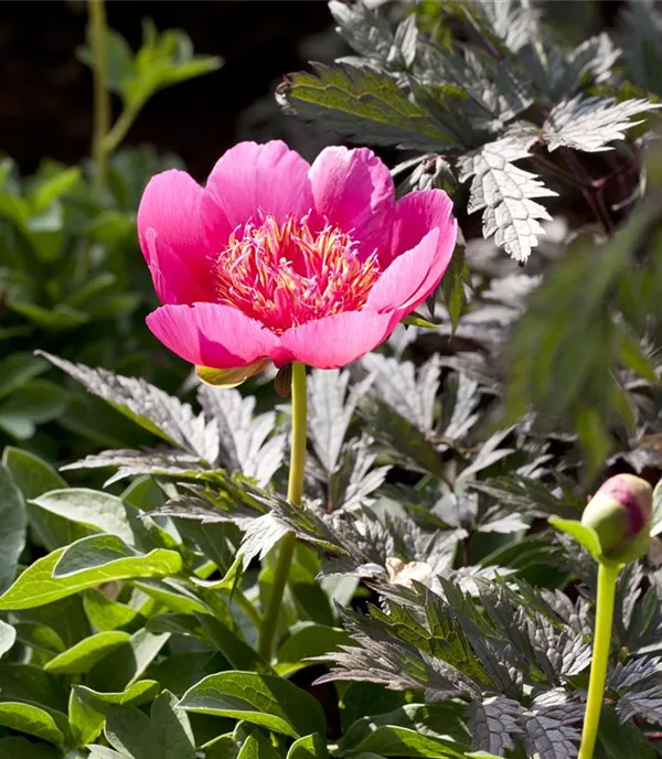 Paeonia 'Scarlet O'Hara'