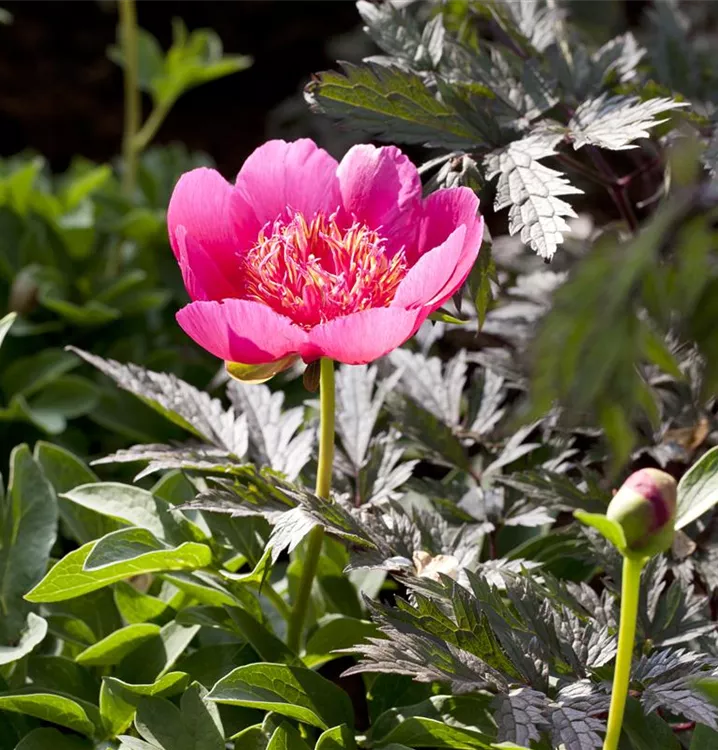 Paeonia 'Scarlet O'Hara'