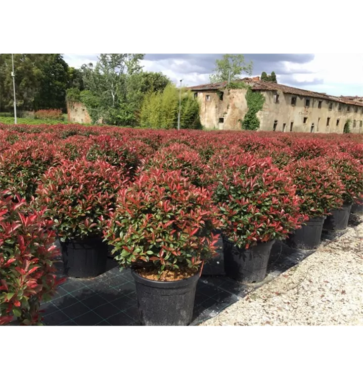 Photinia 'Red Robin'