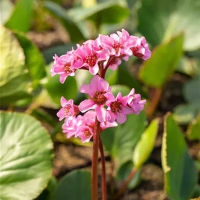 Topfgrösse 1 Liter - Bergenia 'Pink Dragonfly'