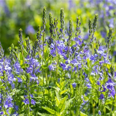 Topfgrösse 0.5 Liter - Österreichischer Ehrenpreis - Veronica austriaca 'Royal Blue'