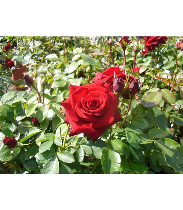 Rosa (Floribundarose) 'Niccolo Paganini'