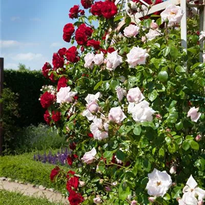 Hochstamm im Container - Kletterrose - Rosa (Kletterrose) 'Super Excelsa'