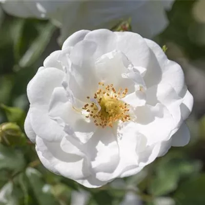 Hochstamm im Container - Polyantharose - Polyantharose weiss