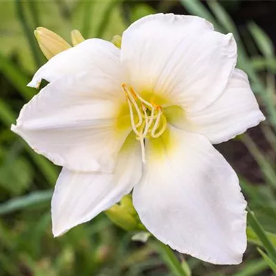 Topfgrösse 1 Liter - Taglilie - Hemerocallis 'White Temptation'