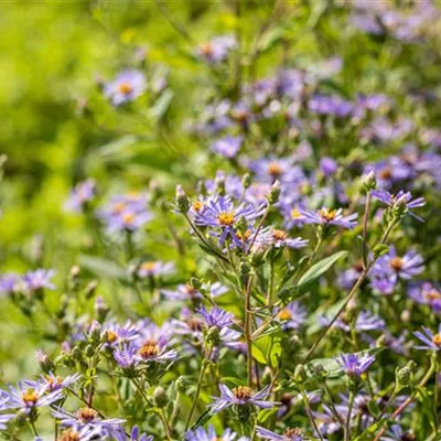 Topfgrösse 1 Liter - Aster - Aster macrophyllus 'Twillight'