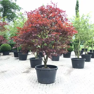 im Container 150 - 175 - Acer palmatum 'Bloodgood' Schirmform