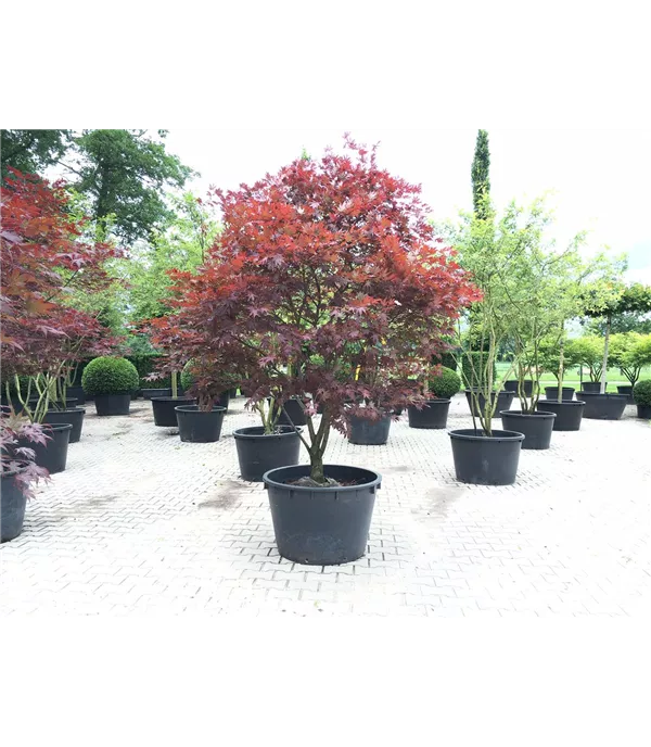 Acer palmatum 'Bloodgood' Schirmform