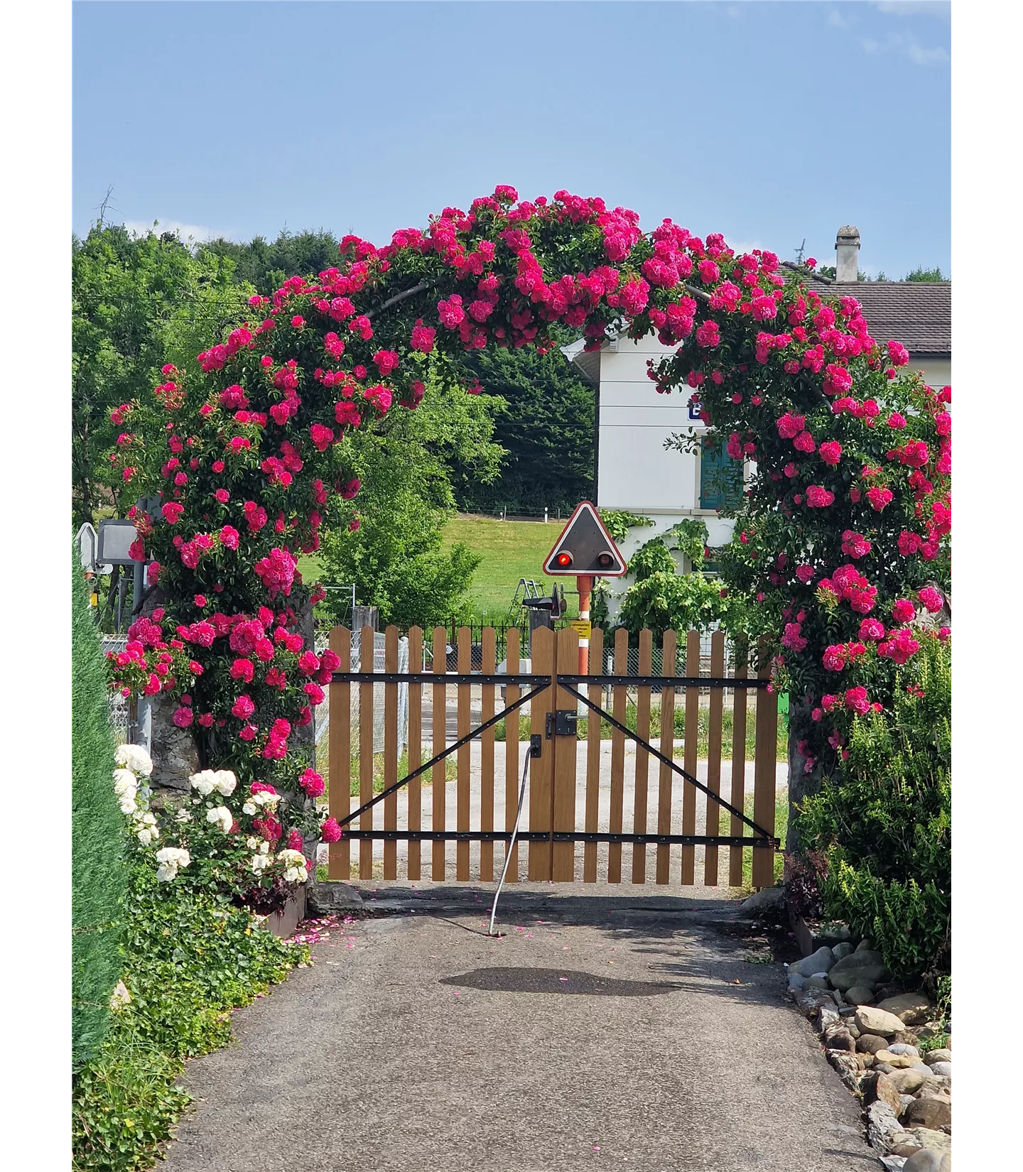 Rosa (Kletterrose) 'Heidetraum Plus'