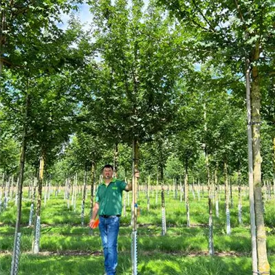 Hochstamm im Container Stammumfang 20-25cm - Feldahorn - Acer campestre Hochstamm