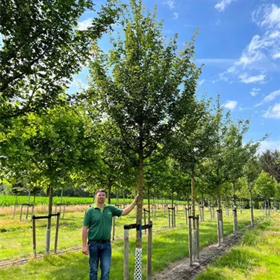 Hochstamm im Container Stammumfang 30-35cm - Feldahorn - Acer campestre Hochstamm