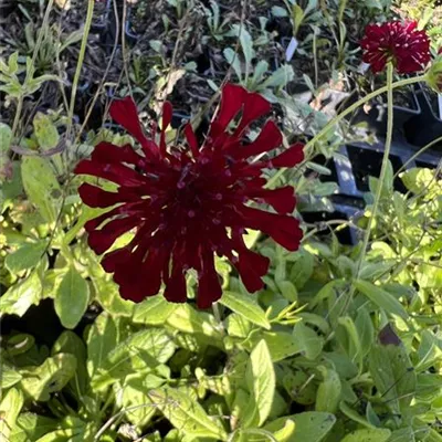 Topfgrösse 1 Liter - Garten-Witwenblume 'Mars Midget' - Knautia macedonica 'Mars Midget'