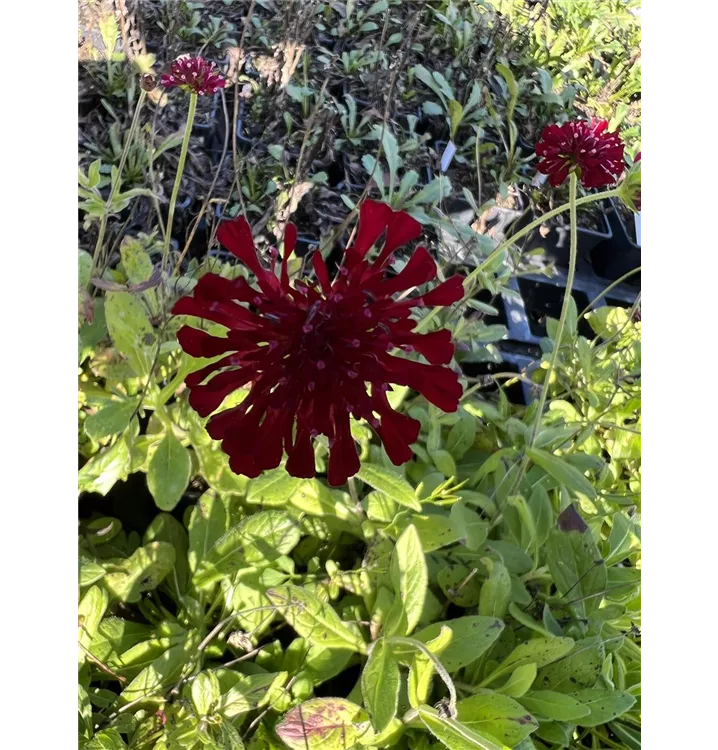 Garten-Witwenblume 'Mars Midget' - Knautia macedonica 'Mars Midget'