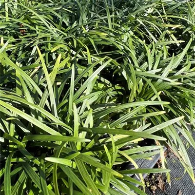 Topfgrösse 0.5 Liter - Lilienrasen, Schlangenbart - Ophiopogon japonicus 'Minor'