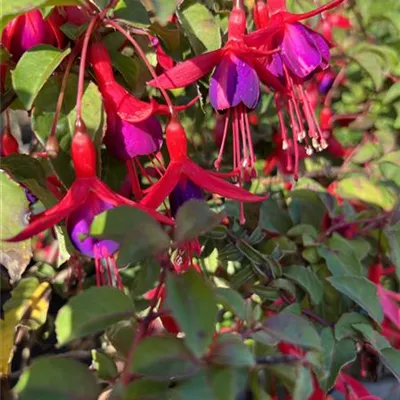 Topfgrösse 3 Liter - Fuchsie 'Mrs. Popple' - Fuchsia 'Mrs.Popple'