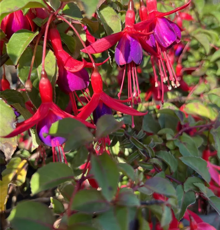 Fuchsie 'Mrs. Popple' - Fuchsia 'Mrs.Popple'