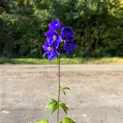 Topfgrösse 1 Liter - Pacific-Garten-Rittersporn 'King Arthur' - Delphinium (Pacific-Gruppe) 'King Arthur'