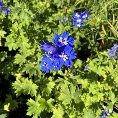 Topfgrösse 1 Liter - Pacific-Garten-Rittersporn 'Blue Bird' - Delphinium (Pacific-Gruppe) 'Blue Bird'