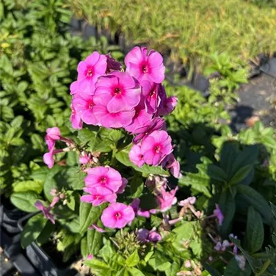 Topfgrösse 1 Liter - Flammenblume 'Adessa® Rose Eye' - Phlox 'Adessa Rose Eye'