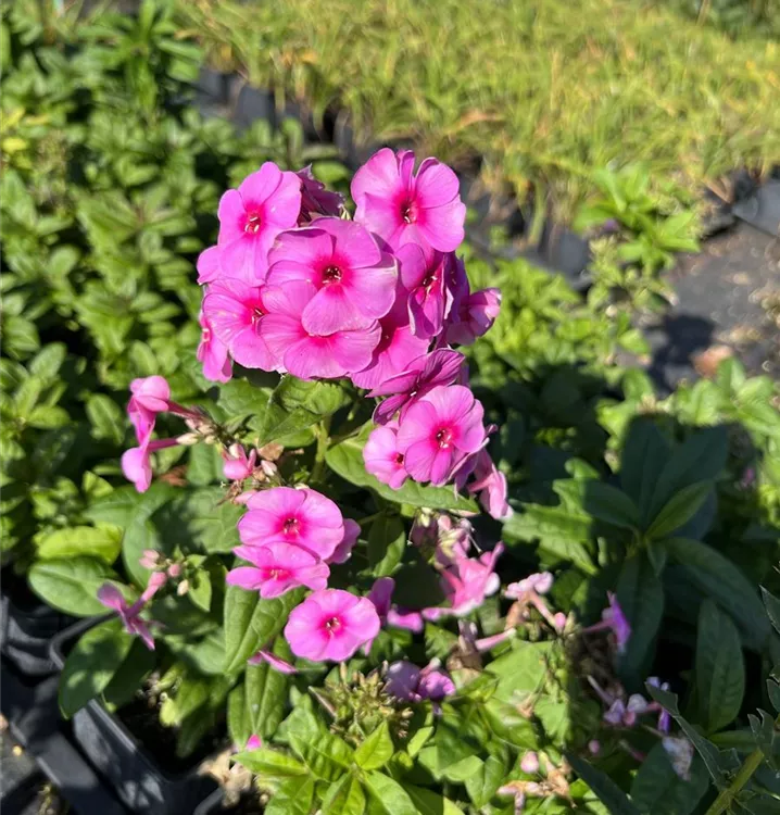 Phlox paniculé 'Adessa® Rose Eye'