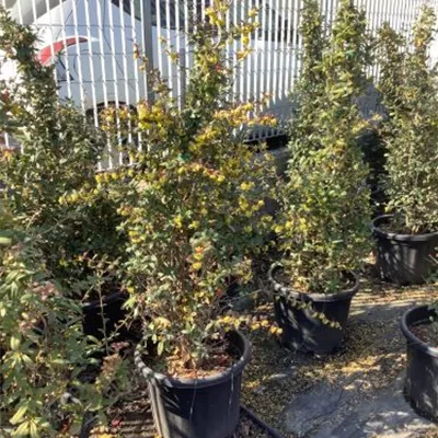 im Container 40 - 50 - Berberitze - Berberis julianae