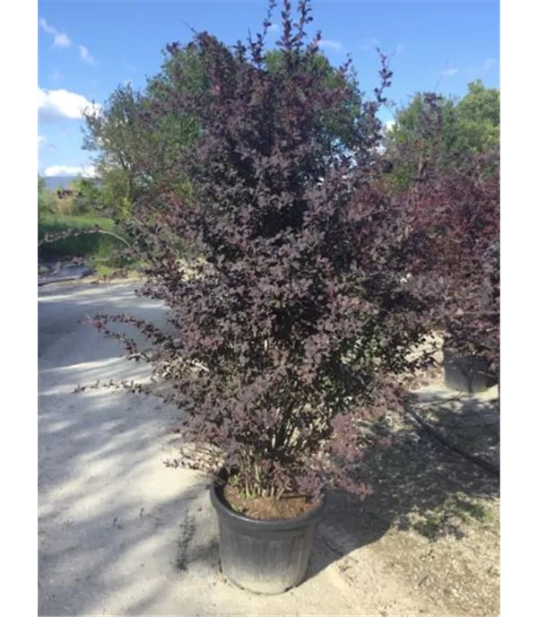 Berberis ottawensis (x) 'Superba'