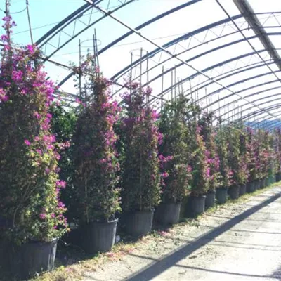 Topfgrösse 4 Liter - Bougainvillea spectabilis